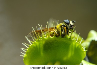 Fly is eaten by carnivorous green plant - Shutterstock ID 547353463