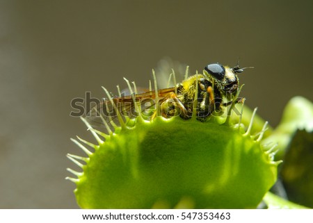 Fly is eaten by carnivorous green plant