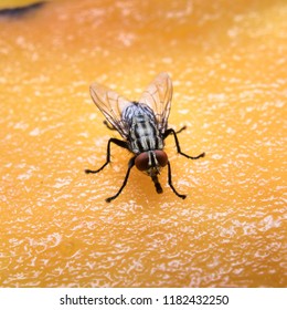 download mango fly removal