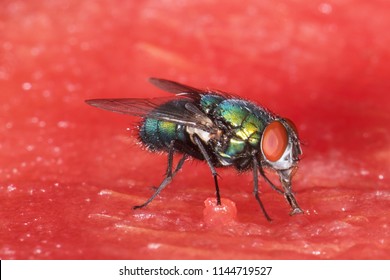 A fly eating melon.