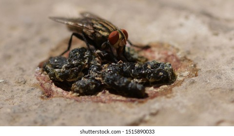 Fly Eating Pigeon Guano Macro