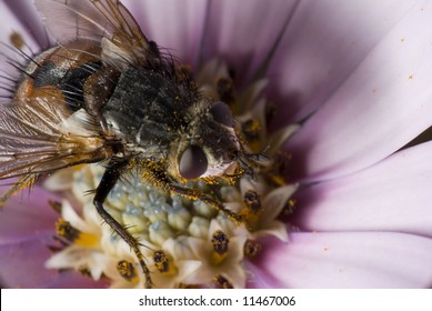 fly eating pollen in a flower
