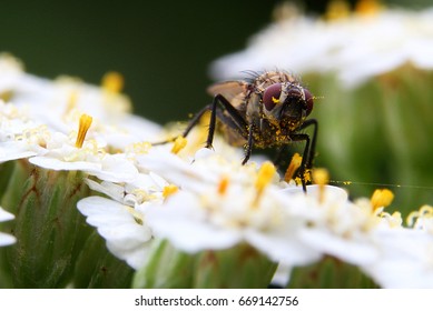 Fly eats flower