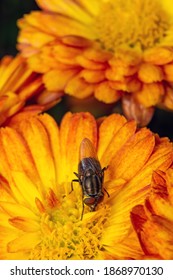 fly eats pollen from yellow flower