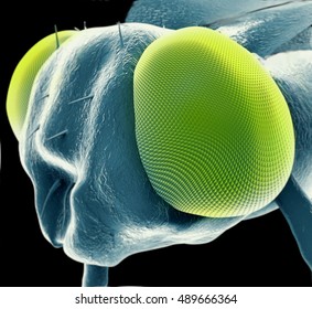 Fly In The Electron Microscope