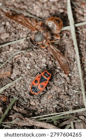 Fly and firebug together on the ground