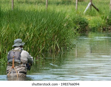 A Fly Fisherman Angler In Chest Waders Casts His Line Fishing For Brown Trout On The Beautiful Scenic River Avon, Wiltshire UK  