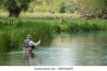 A Fly Fisherman Angler In Chest Waders Casts His Line Fishing For Brown Trout On The Beautiful Scenic River Avon, Wiltshire UK 