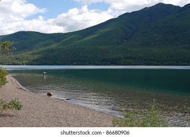 Fly Fisherman Fishing In Lake McDonald, Glacier National Park, Montana.