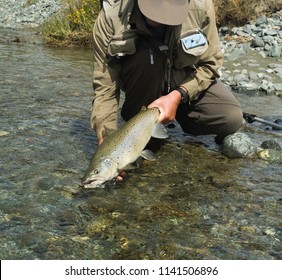 A fly fisherman practicing catch and release with a large brown trout on the Eglinton River, Fiordland National Park, New Zealand.