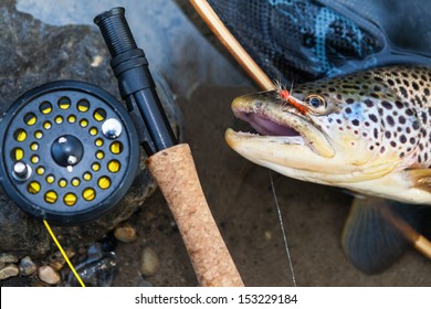 A fly fisherman's freshly caught brown trout, shallow depth of field, focus on the fish.