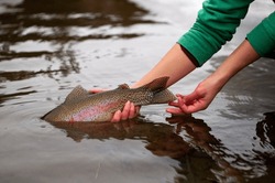 Fly Fisherwoman Releasing A Rainbow Trout Back Into The Water 