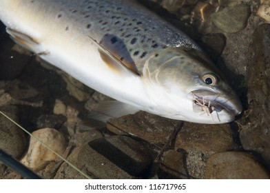 Fly Fishing - Brown Trout On The River Of New Zealand