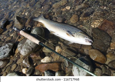 Fly Fishing - Brown Trout On The River Of New Zealand