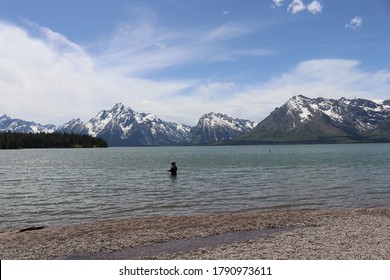 Fly Fishing In Jackson Lake, Wyoming By Joe C