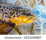 Fly Fishing for Rainbow and Brown Trout