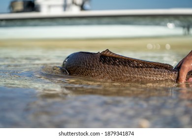 Fly Fishing For Redfish In Louisiana