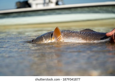 Fly Fishing For Redfish In Louisiana