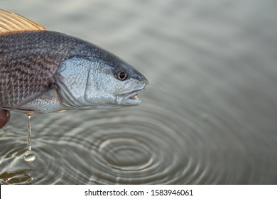 Fly Fishing For Redfish On The South Carolina Coast. Red Fish. Saltwater Fishing