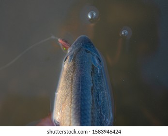 Fly Fishing For Redfish On The South Carolina Coast. Redfish. Saltwater Fishing