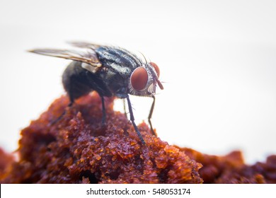 fly in food Conveying pathogens to humans