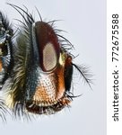 fly head macro