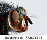 fly head macro
