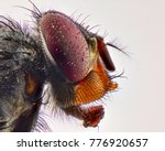 fly head macro