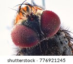 fly head macro