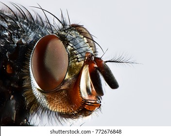 fly head macro