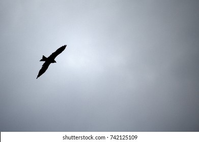 Fly high like an eagle