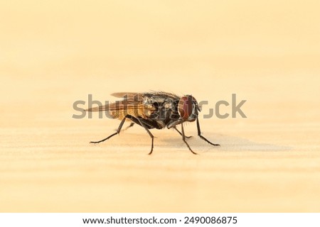 Fly or housefly looking for food. Flies are carriers of various diseases such as food poisoning, dysentery, cholera. 
