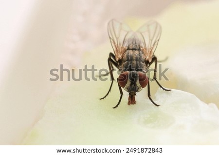 Fly or housefly looking for food. Flies are carriers of various diseases such as food poisoning, dysentery, cholera. 