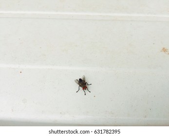 Fly insect
