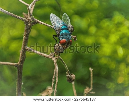 The fly is an insect of the class Diptera, which has a pair of wings on the mesothorax. It is an insect class of great ecological and human (medical and economic) importance.
