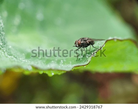 fly, insect, macro, leaf, nature, bug, animal, wing, closeup, close-up, wings, detail, small, pest, housefly, wildlife, hairy, eye, close, close up, eyes, garden