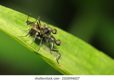 A Fly Insect Mating In Nature