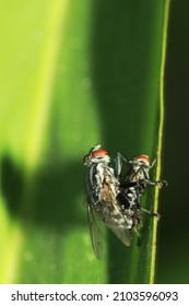 A Fly Insect Mating In Nature