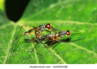 A Fly Insect Mating In Nature