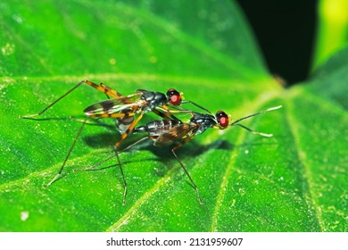 A Fly Insect Mating On Green Leaf