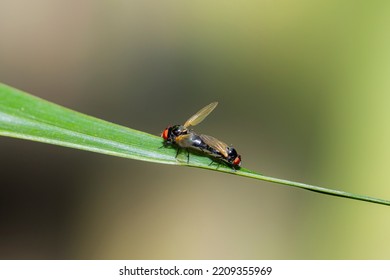 A Fly Insect Mating On Green Leaf