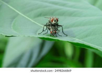 Fly Insect Mating on a green leaf in the garden. Macro photography of insect. - Powered by Shutterstock