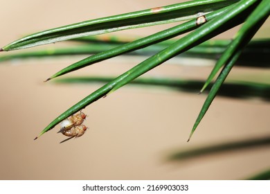 A Fly Insect Mating On Leaf