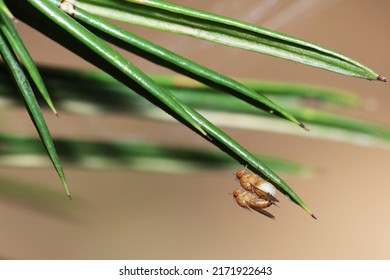 A Fly Insect Mating On A Leaf