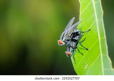 A Fly Insect Mating On Leaf In Nature