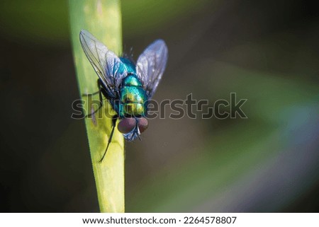 fly insect resting on grass