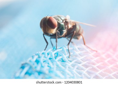 Fly with insect-proof net.Hygiene should be practiced on food.