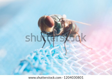 Fly with insect-proof net.Hygiene should be practiced on food.