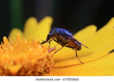 Fly insects