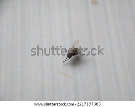 Fly break. Animal 1 Crawl